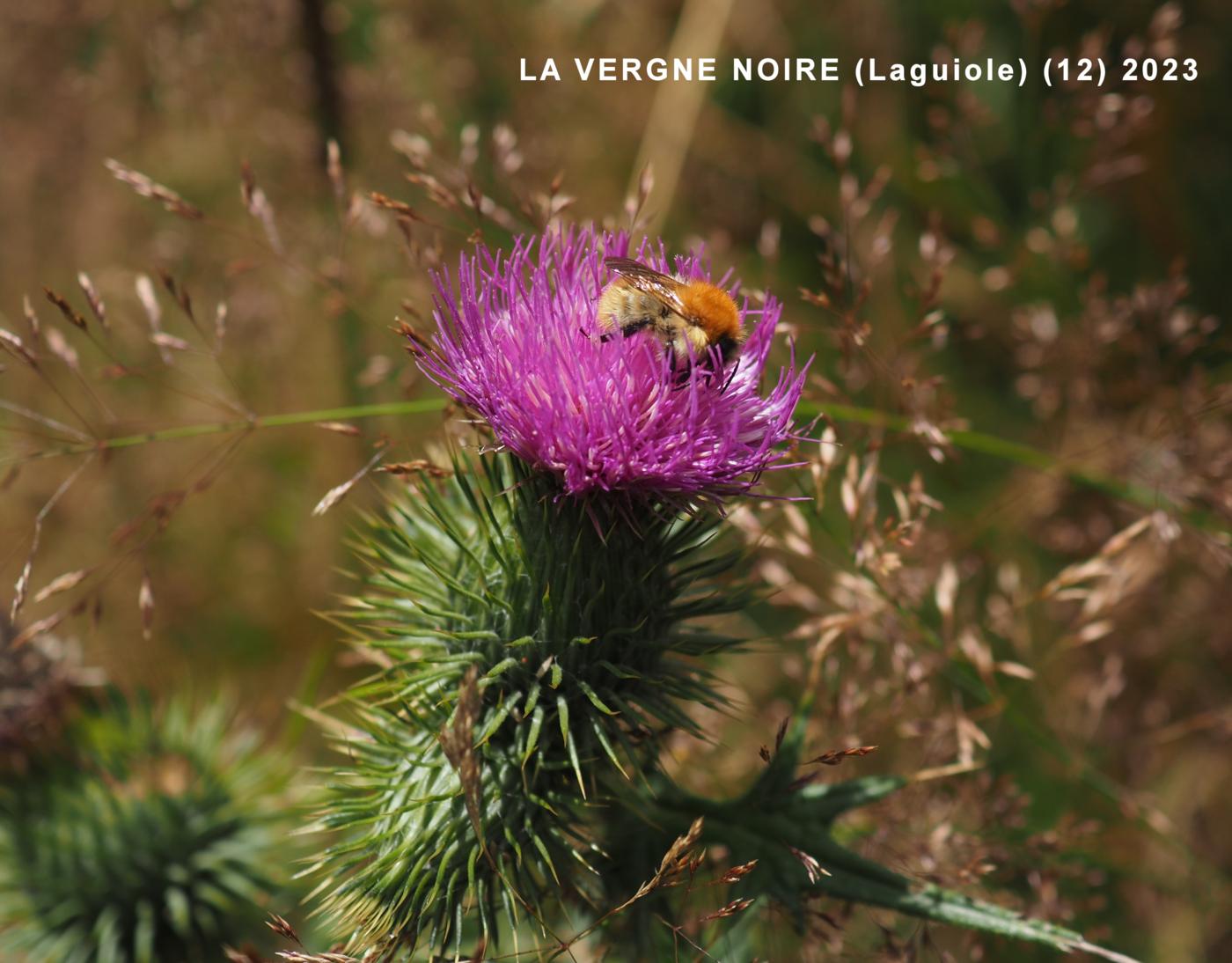 Thistle, Spear flower